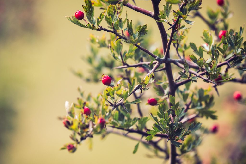 Hawthorn (2)