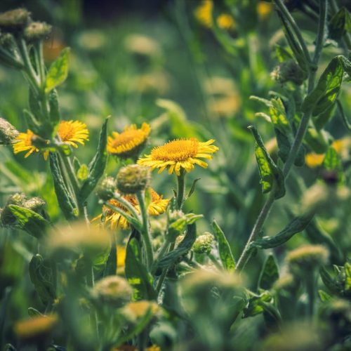 Common Fleabane