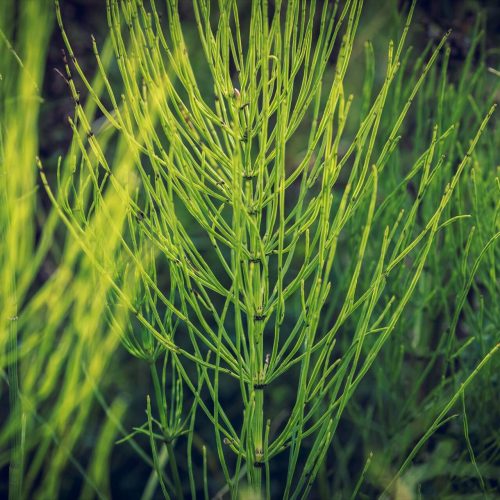 Marestail