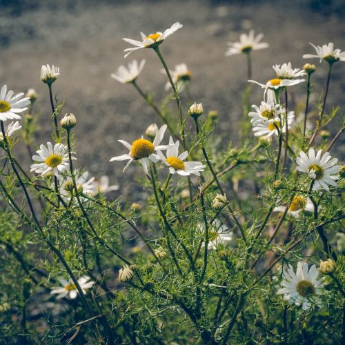 Chamomile