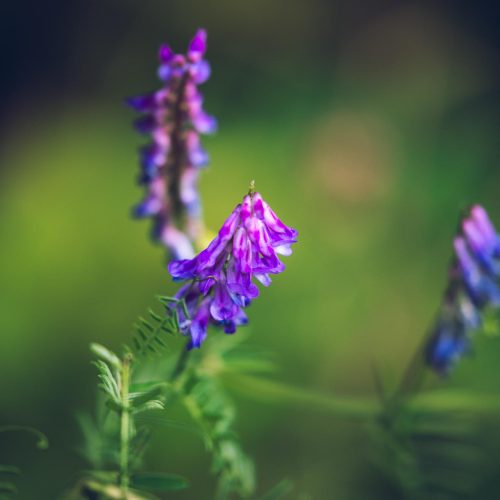 Tufted Vetch