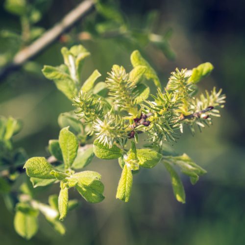 Eared Willow Salix aurita