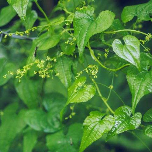 Black Bryony Tamus communis
