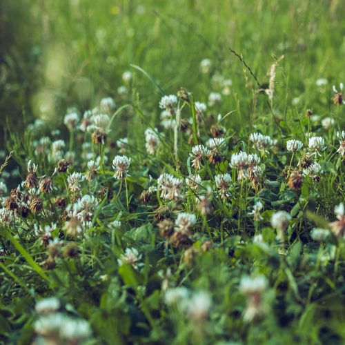 White Clover Trifolium repens
