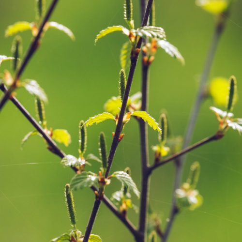 Downy Birch