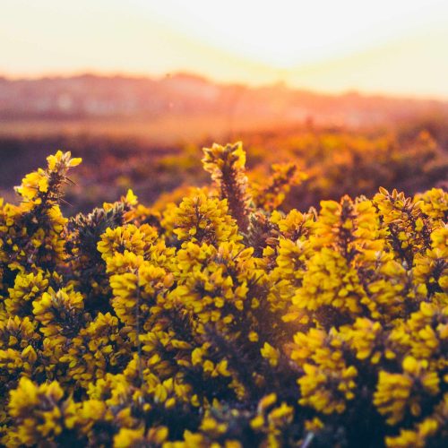 Gorse