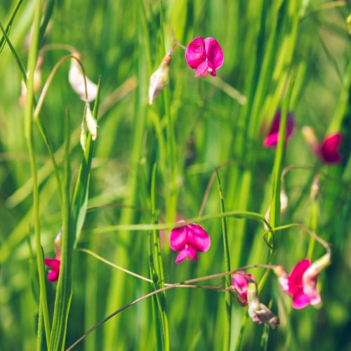 Grass Vetchling Lathyrus nissolia