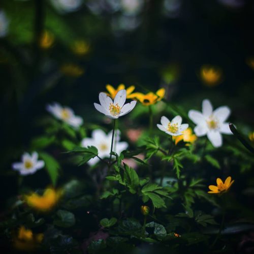 Wood Anemone