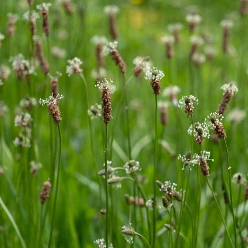 Ribwort Plantain Plantago lanceolata