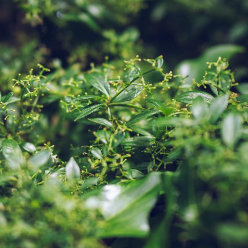 Wild Madder Rubia peregrina
