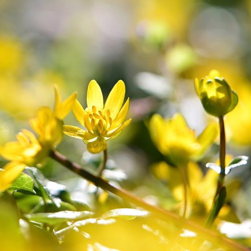 Lesser Celandine