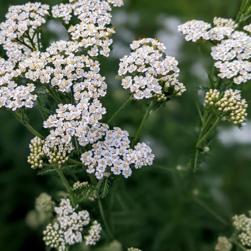 Yarrow