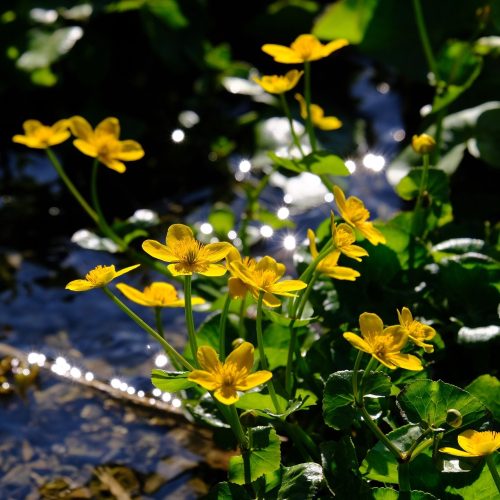 Marsh Marigold