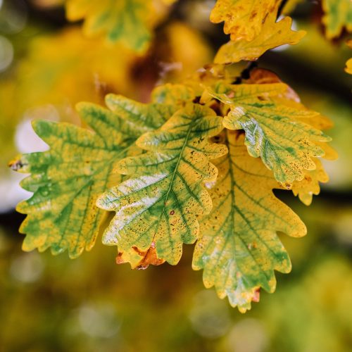 Sessile Oak